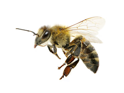 Bee Removal and Control
